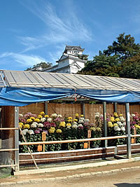 Chrysanthemum Exhibition at Himeji Castle
